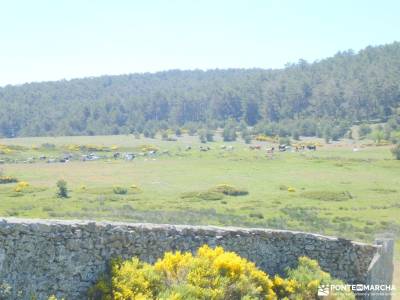 Joya Verde de Canencia — Un paseo por el Sestil del Maillo; numancia ruinas pueblos sierra norte mad